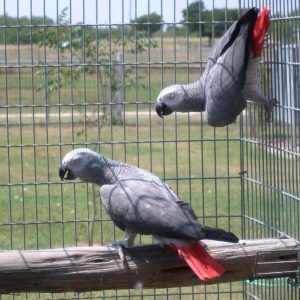 Buy Timneh African Grey Parrots Online