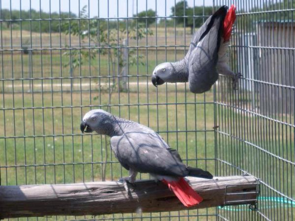 Buy Timneh African Grey Parrots Online