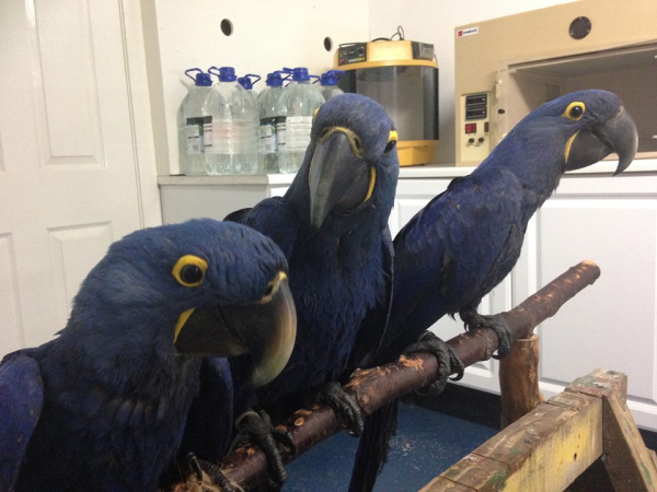 hyacinth macaw for sale