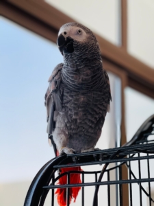 congo african grey parrot